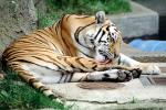 Siberian Tiger licking paw, (Panthera tigris)