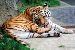 Siberian Tiger (Panthera tigris), AMFV02P05_17