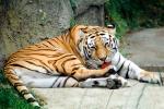Siberian Tiger (Panthera tigris), AMFV02P05_18