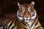 Yellow Eyes of a Bengal Tiger, AMFV02P06_14