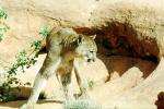 mountain lion, AMFV02P06_18