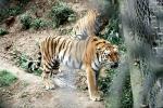 Bengal Tiger, AMFV02P07_01