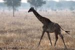 Giraffe, (Giraffa camelopardalis), Katavi National Park, AMGD01_068