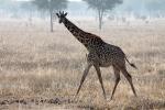 Giraffe, (Giraffa camelopardalis), Katavi National Park, AMGD01_069