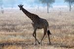 Giraffe, (Giraffa camelopardalis), Katavi National Park, AMGD01_070