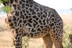 Giraffe, (Giraffa camelopardalis), Katavi National Park, AMGD01_071