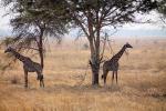 Giraffe, (Giraffa camelopardalis), Katavi National Park, AMGD01_073