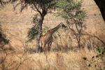 Giraffe, (Giraffa camelopardalis), Katavi National Park, AMGD01_074