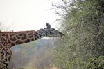 Giraffe, (Giraffa camelopardalis), Katavi National Park, AMGD01_076
