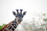 Giraffe, (Giraffa camelopardalis), Katavi National Park, AMGD01_077