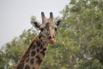 Giraffe, (Giraffa camelopardalis), Katavi National Park, AMGD01_078