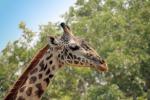Giraffe, (Giraffa camelopardalis), Katavi National Park, AMGD01_079
