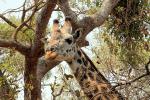 Giraffe, (Giraffa camelopardalis), Katavi National Park, AMGD01_080