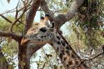 Giraffe, (Giraffa camelopardalis), Katavi National Park, AMGD01_081