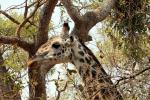 Giraffe, (Giraffa camelopardalis), Katavi National Park, AMGD01_082