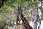 Giraffe, (Giraffa camelopardalis), Katavi National Park, AMGD01_084