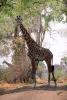 Giraffe, (Giraffa camelopardalis), Katavi National Park, AMGD01_085