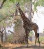Giraffe, (Giraffa camelopardalis), Katavi National Park, AMGD01_086