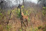 Giraffe, (Giraffa camelopardalis), Katavi National Park, AMGD01_089