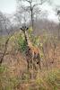 Giraffe, (Giraffa camelopardalis), Katavi National Park, AMGD01_090