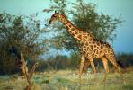 Giraffe on the African Savanna, Africa, AMGV01P04_05.1712