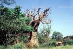 Baobab Tree, AMGV01P05_04