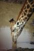 Giraffe drinking water, Africa, AMGV01P09_12.0494