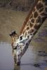 Giraffe drinking water, Africa, AMGV01P09_13.0494