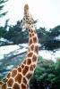 Masai Giraffe, (Jirafa demasai), AMGV01P09_16