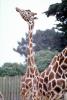 Masai Giraffe, (Jirafa demasai), AMGV01P09_17