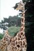 Masai Giraffe, (Jirafa demasai), AMGV01P09_18