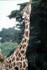 Masai Giraffe, (Jirafa demasai), AMGV01P09_19
