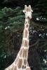 Masai Giraffe, (Jirafa demasai), AMGV01P10_01