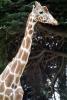Masai Giraffe, (Jirafa demasai), AMGV01P10_02