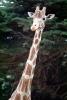 Masai Giraffe, (Jirafa demasai), AMGV01P10_03
