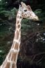 Masai Giraffe, (Jirafa demasai), AMGV01P10_04