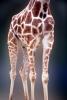 Masai Giraffe, (Jirafa demasai), AMGV01P10_05