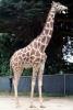 Masai Giraffe, (Jirafa demasai), AMGV01P10_06