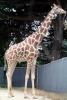 Masai Giraffe, (Jirafa demasai), AMGV01P10_08