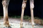 Masai Giraffe, (Jirafa demasai), AMGV01P10_10