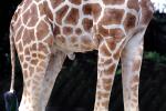 Masai Giraffe, (Jirafa demasai), AMGV01P10_11