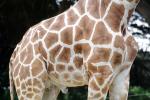Masai Giraffe, (Jirafa demasai), AMGV01P10_12