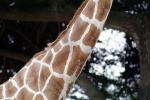 Masai Giraffe, (Jirafa demasai), AMGV01P10_13