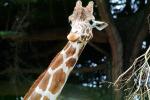 Masai Giraffe, (Jirafa demasai), AMGV01P10_14