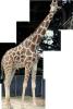 Masai Giraffe, (Jirafa demasai), AMGV01P10_14B