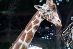 Masai Giraffe, (Jirafa demasai), AMGV01P10_15