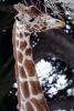 Masai Giraffe, (Jirafa demasai), AMGV01P10_16