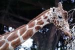 Masai Giraffe, (Jirafa demasai), AMGV01P10_17