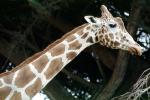 Masai Giraffe, (Jirafa demasai), AMGV01P10_18