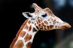Masai Giraffe, (Jirafa demasai), AMGV01P11_01